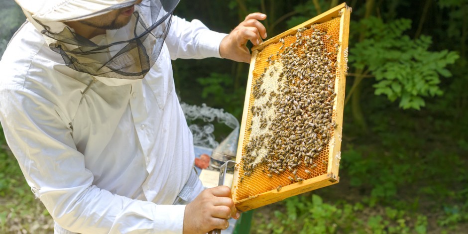 BeeConnected: How integration of digital communication is saving the nation’s bees