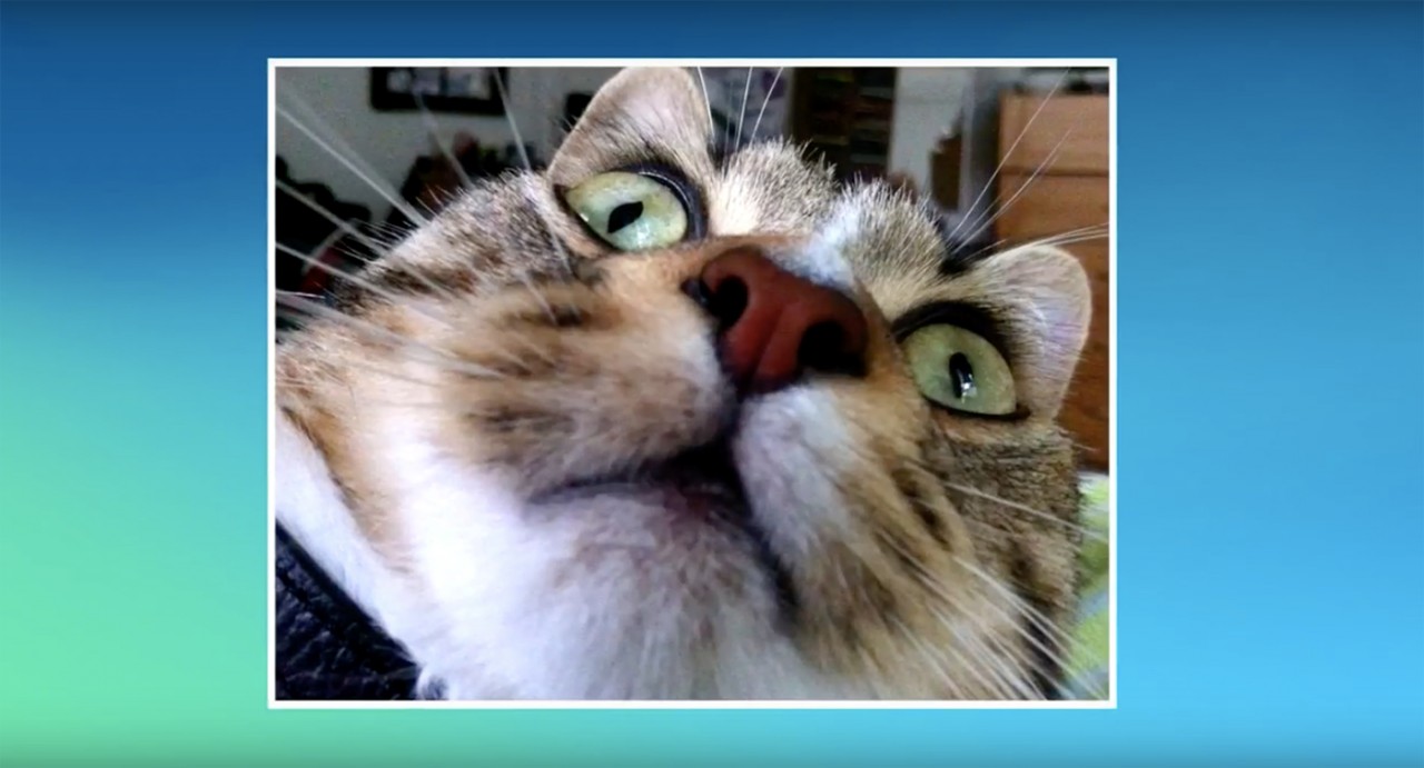 Cat selfies are a thing now thanks to a new app (which also raises money for the SPCA)