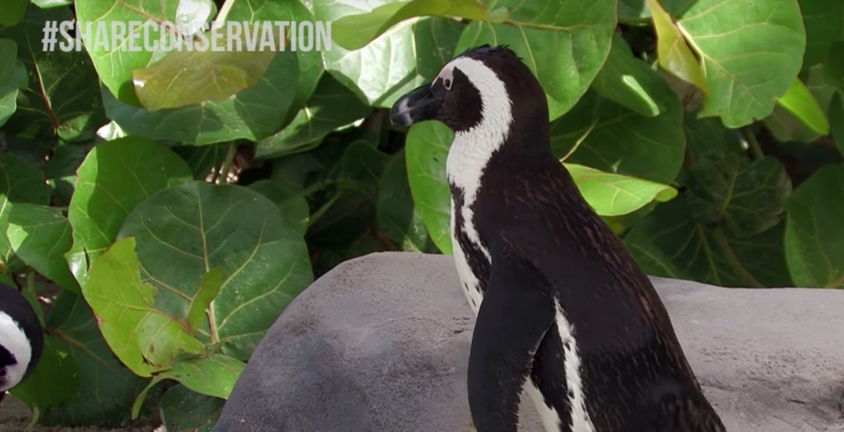 Original Penguin partners with IFAW and actor Lamorne Morris for #ShareConservation on World Penguin Day